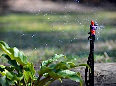 irrigation doing its job for these plants healthy irrigation doing its job for these plants healthy